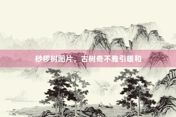 桫椤树图片，古树奇不雅引暖和